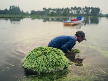 shark steam and scrub manual